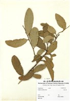 藏品(小銳山柑)的圖片